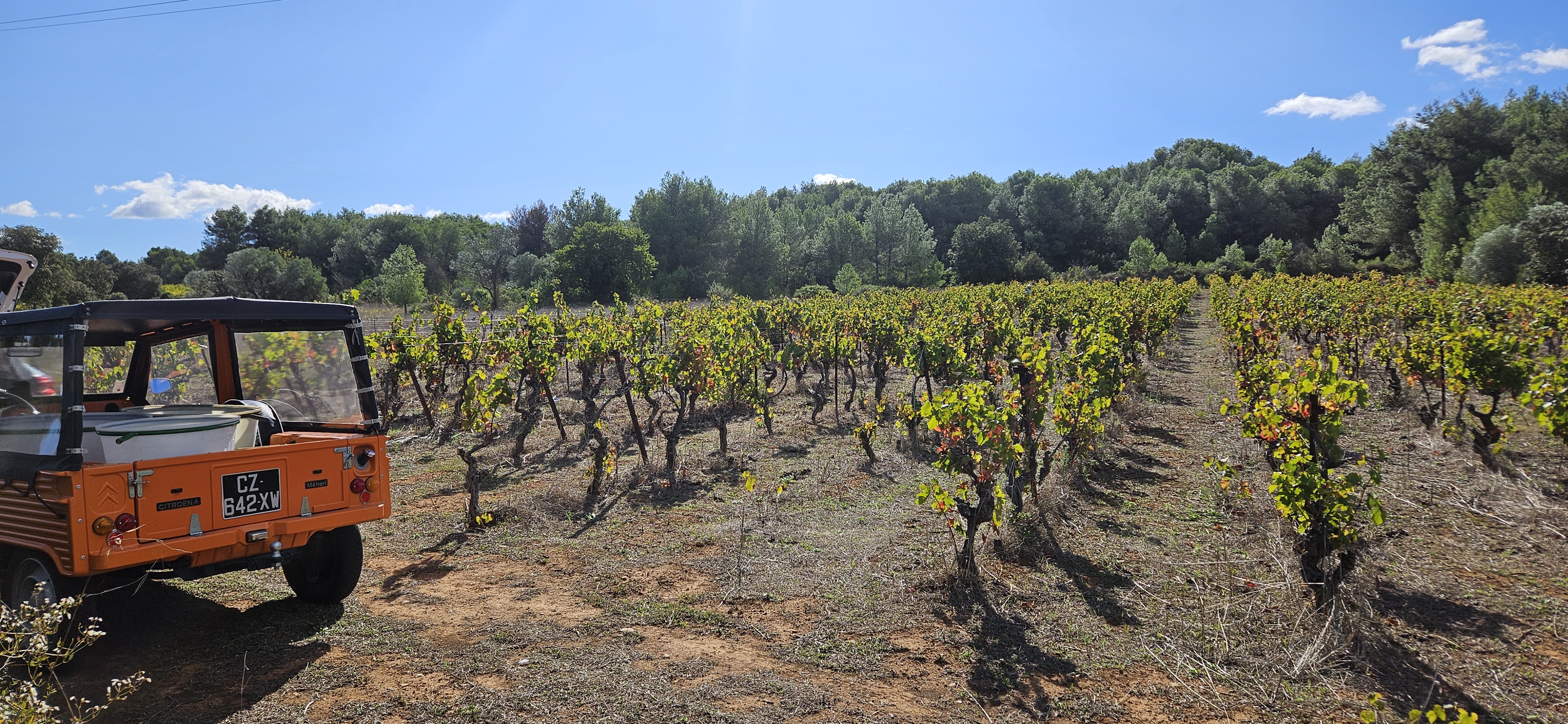 Vignoble